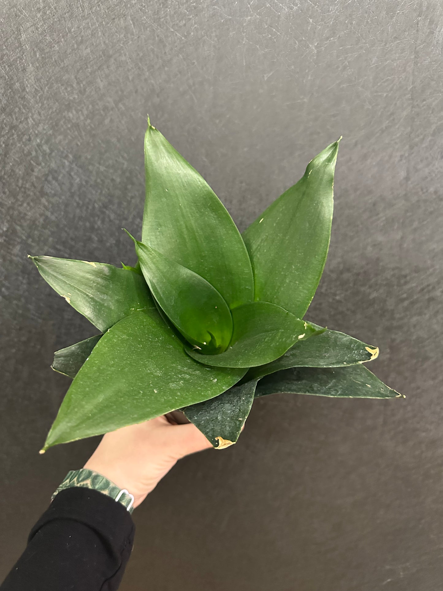 Jade Star Snake 4in