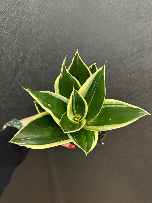 Lotus Hahnii Snake 4in