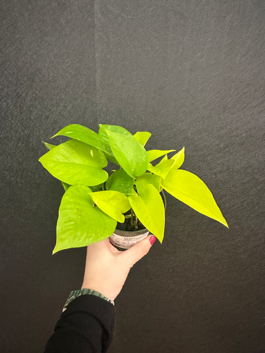 Neon Pothos 4in