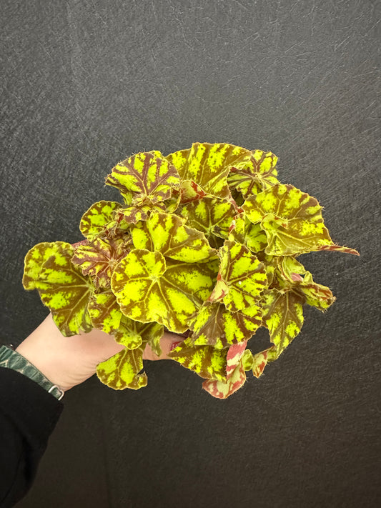 Tiger Paw Begonia 4in