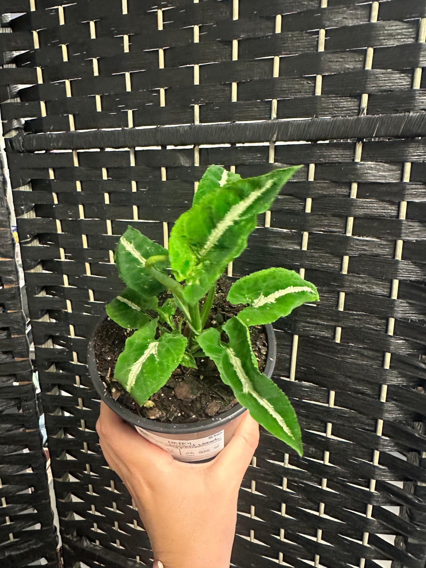 Frosted Heart Syngonium 5in