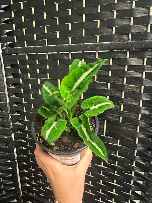 Frosted Heart Syngonium 5in