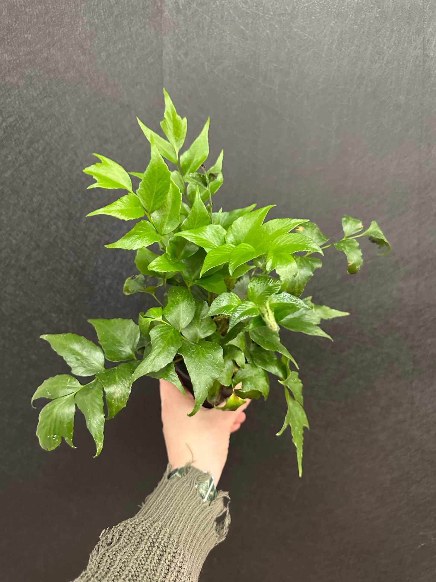 Japanese Holly Fern 4in