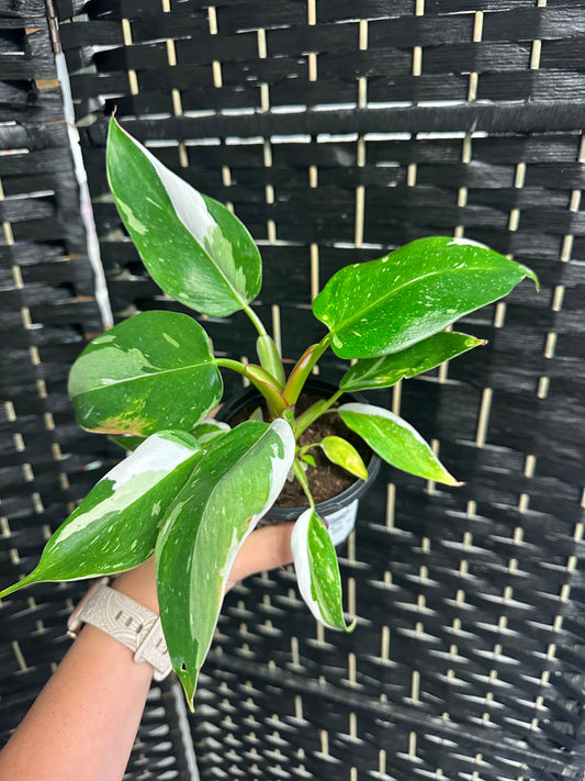 White Princess Philodendron 4in