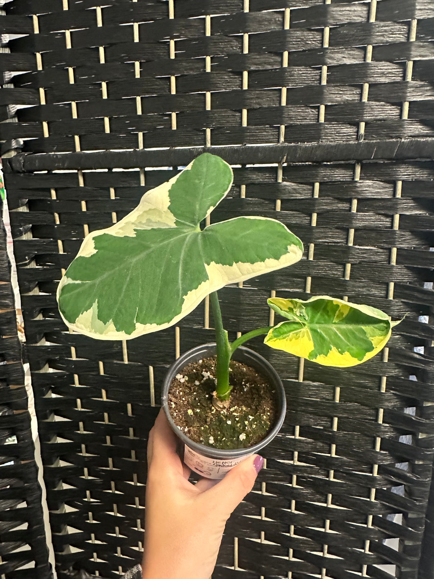 Alocasia Mickey Mouse, Var. 4in