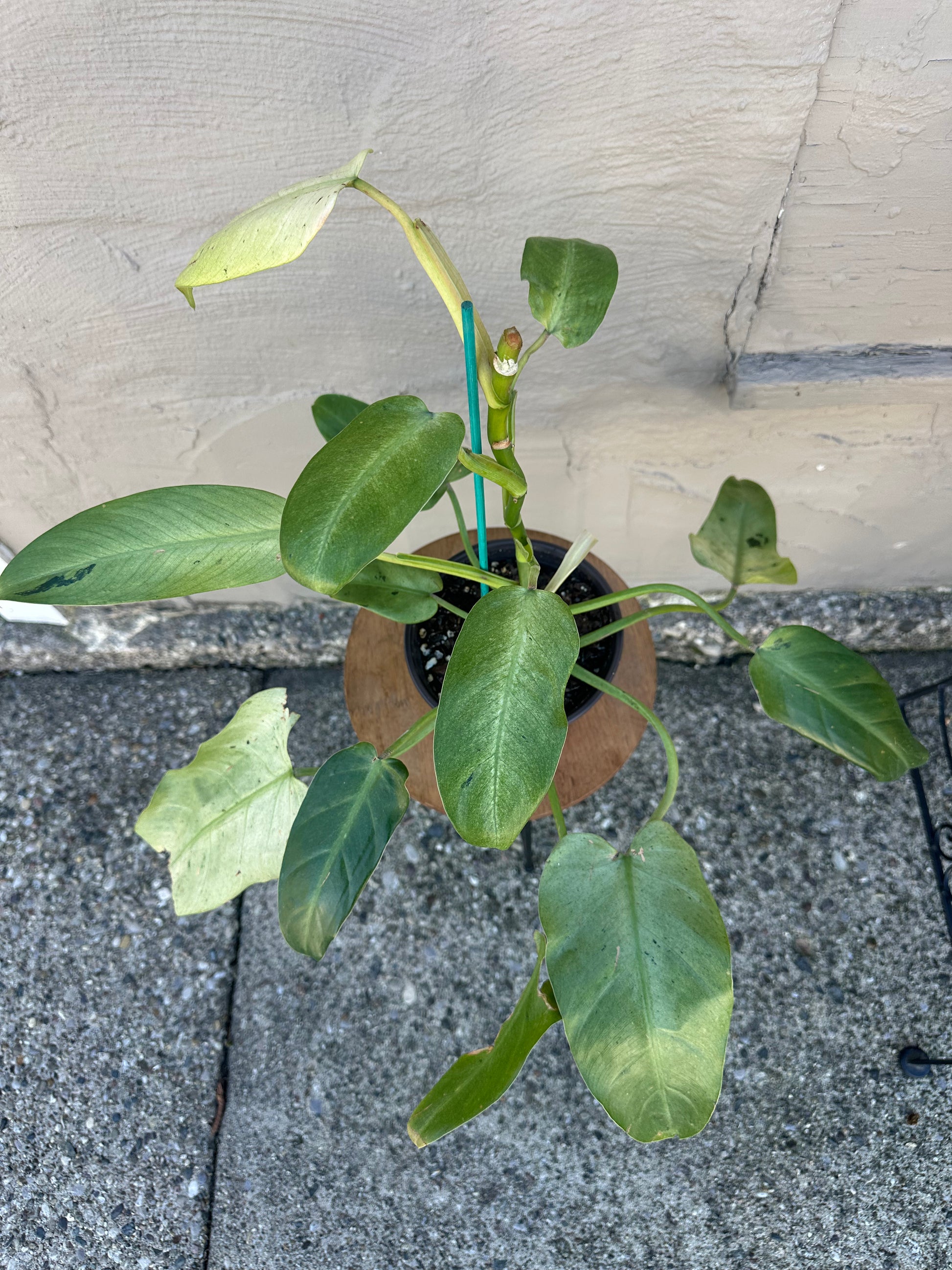 how to get philodendron to branch Philodendron Whipple Way 6in