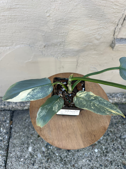 Philodendron Silver Sword, Variegated 4in