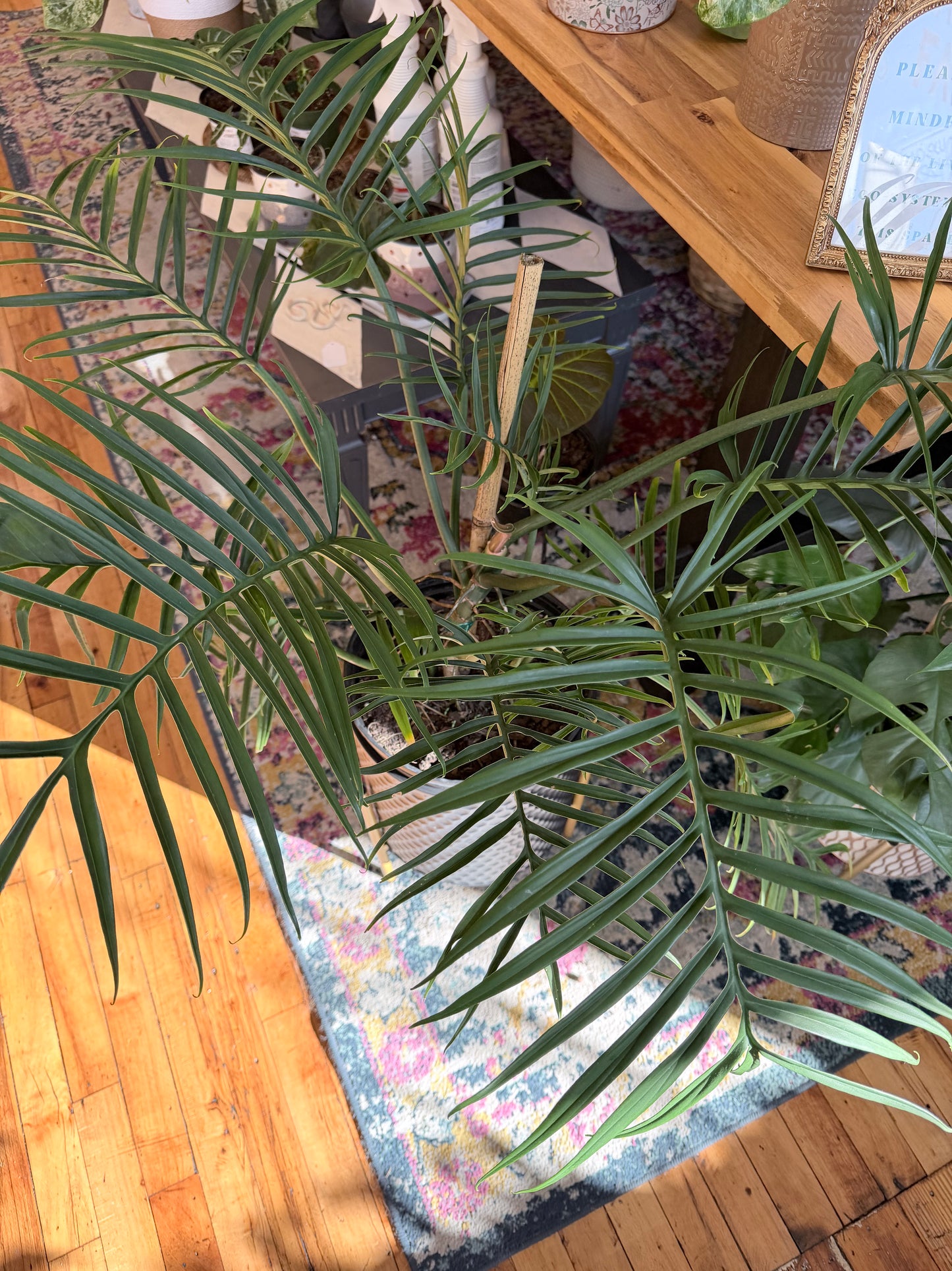 Philodendron Tortum 2Gallon