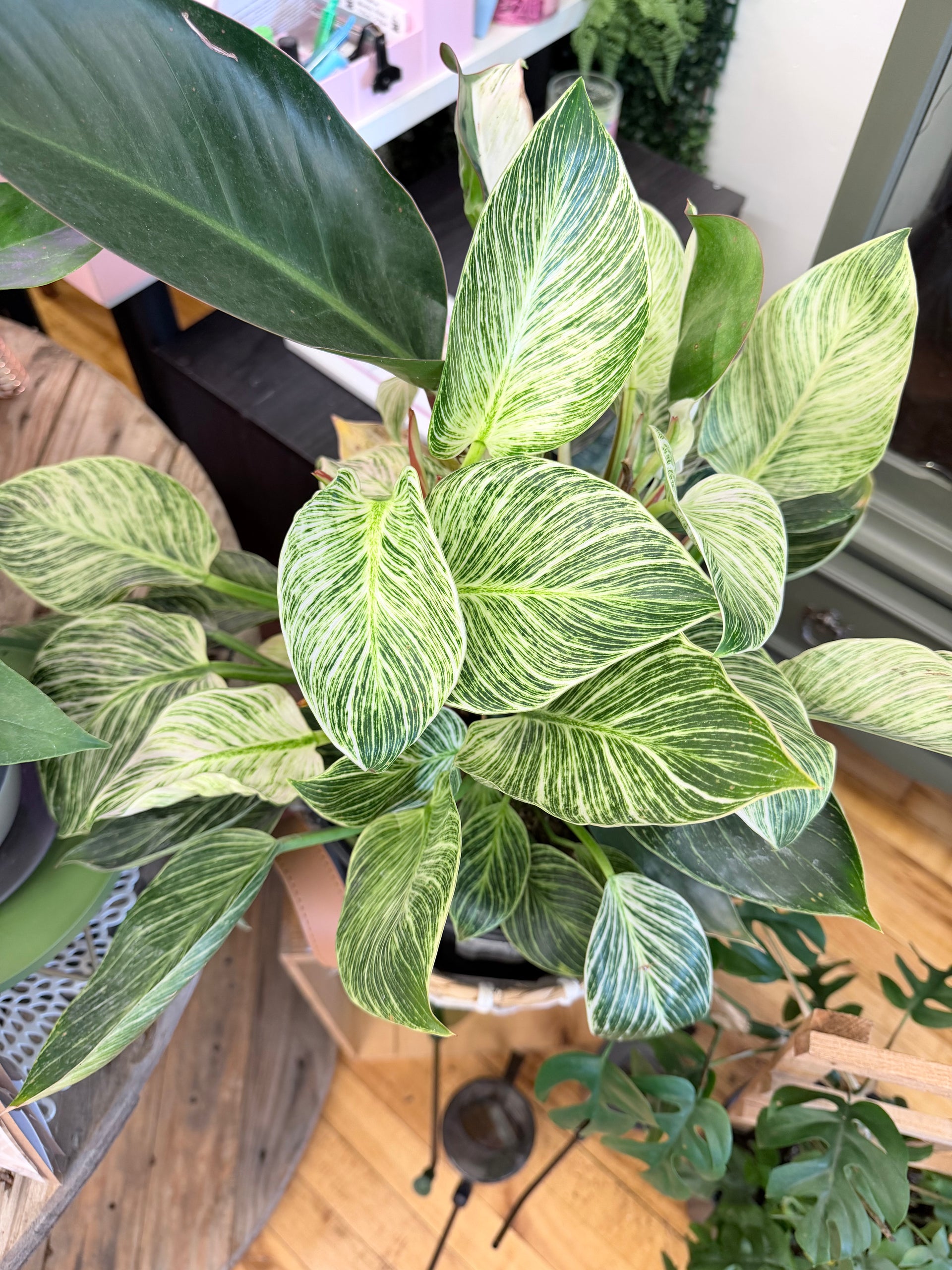 philodendron birkin leca Philodendron Birkin 2 Gallon – Blossom + Branch Houseplants