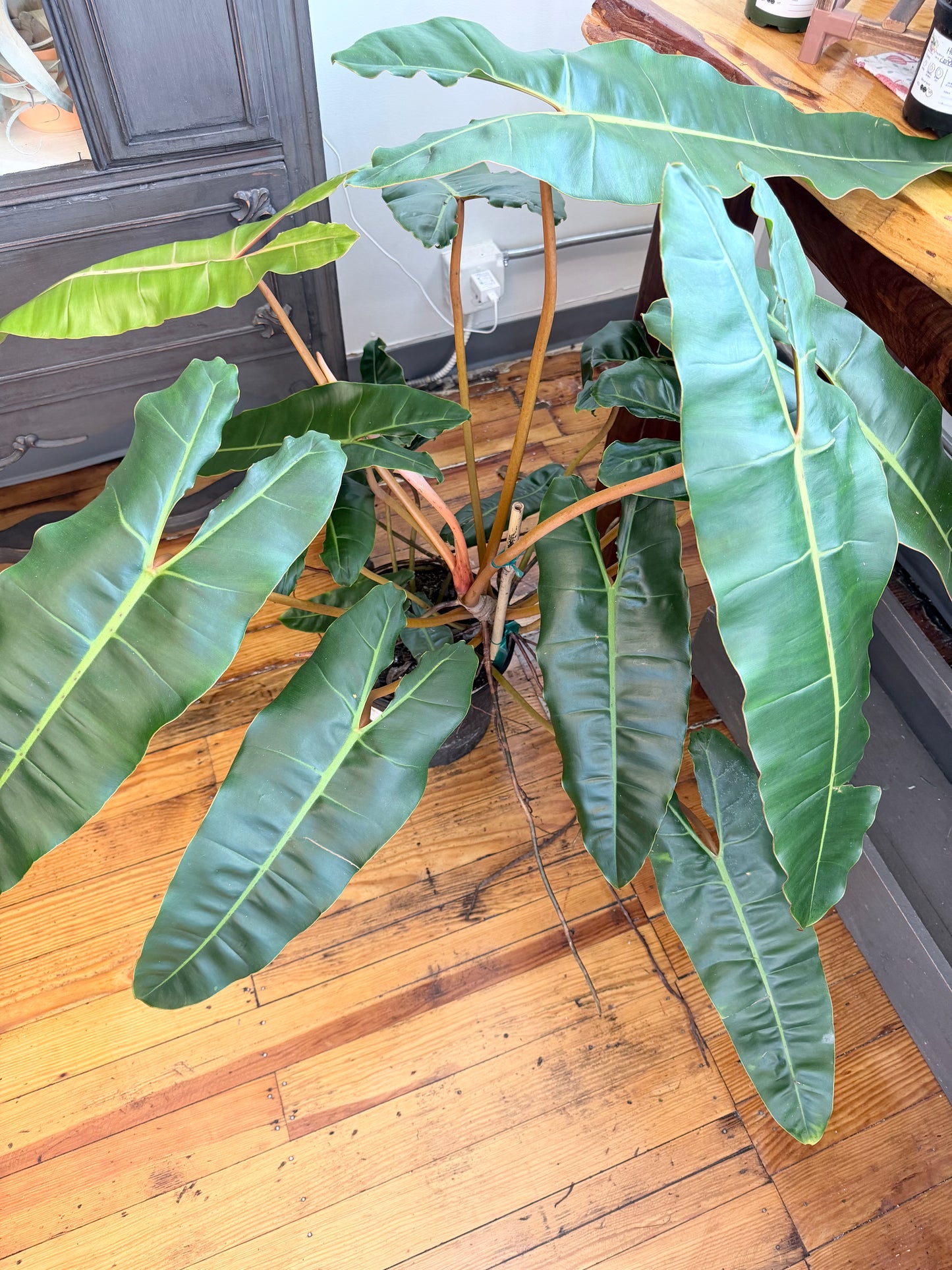 Philodendron Billietiae 2 Gallon