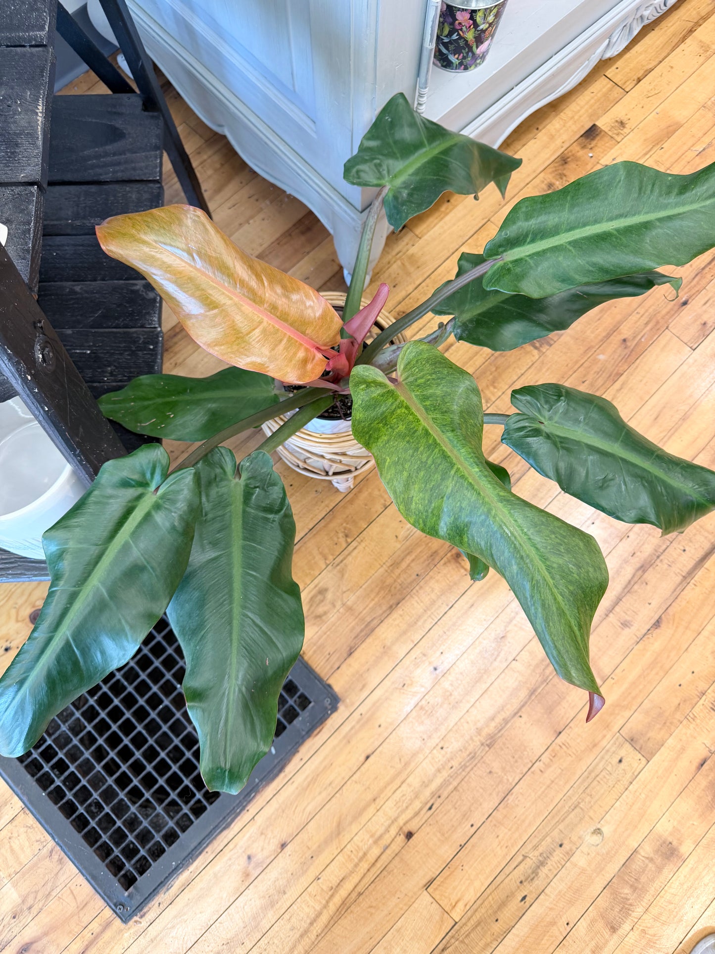 Philodendron Orange Marmalade 5in