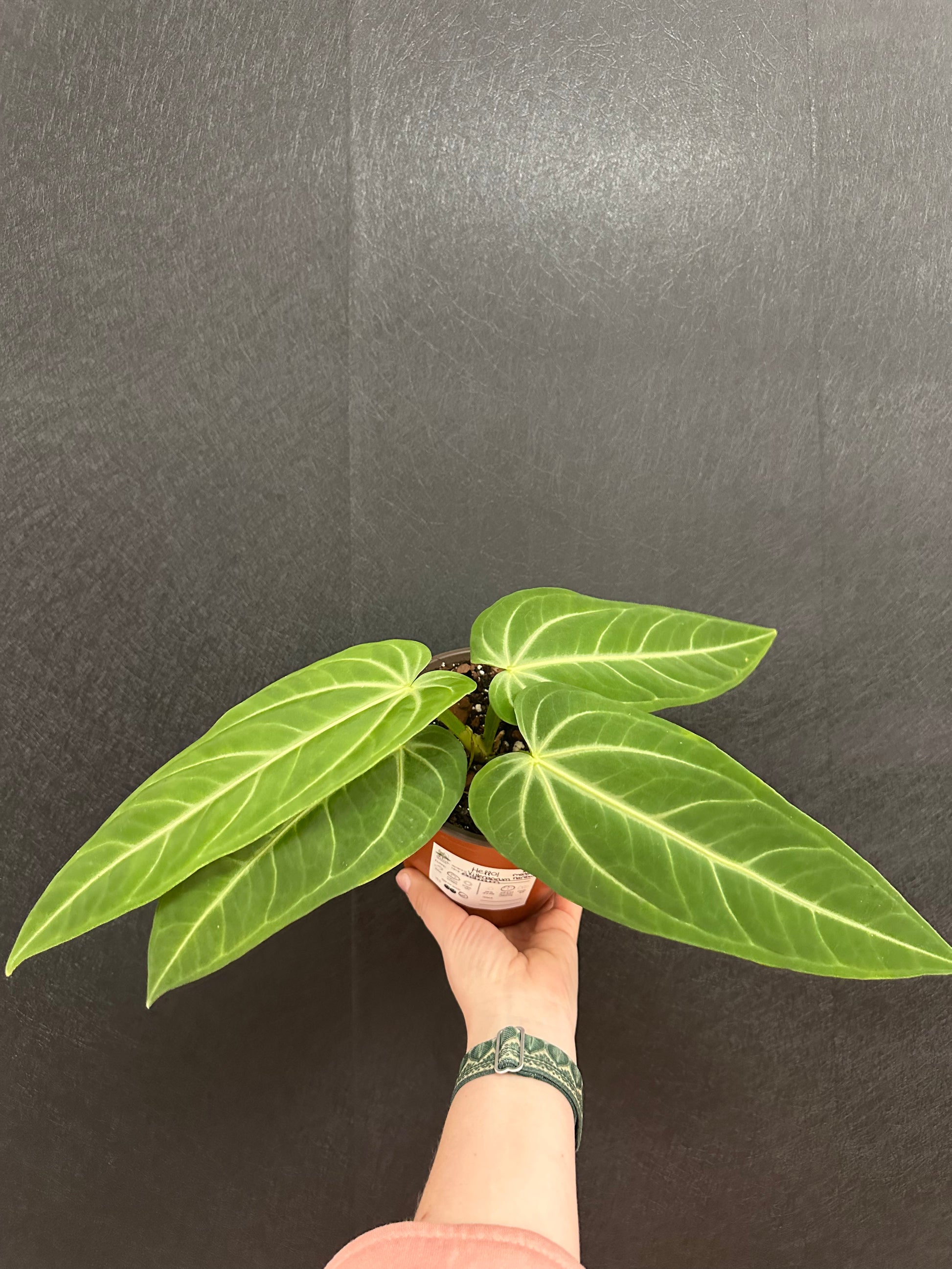 anthurium with long narrow leaves Anthurium Villenaorum Narrow 6in