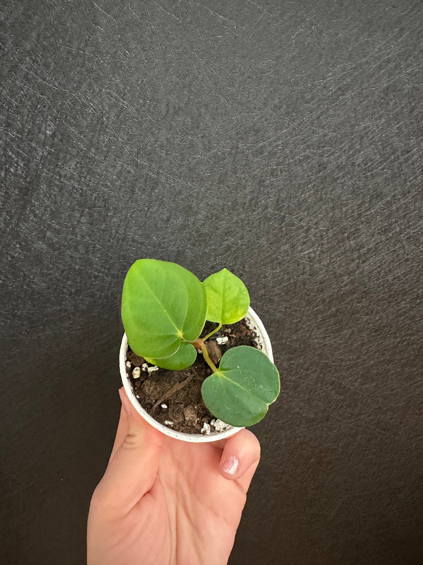 Regale x Papillilaminum Anthurium Seedling 2in