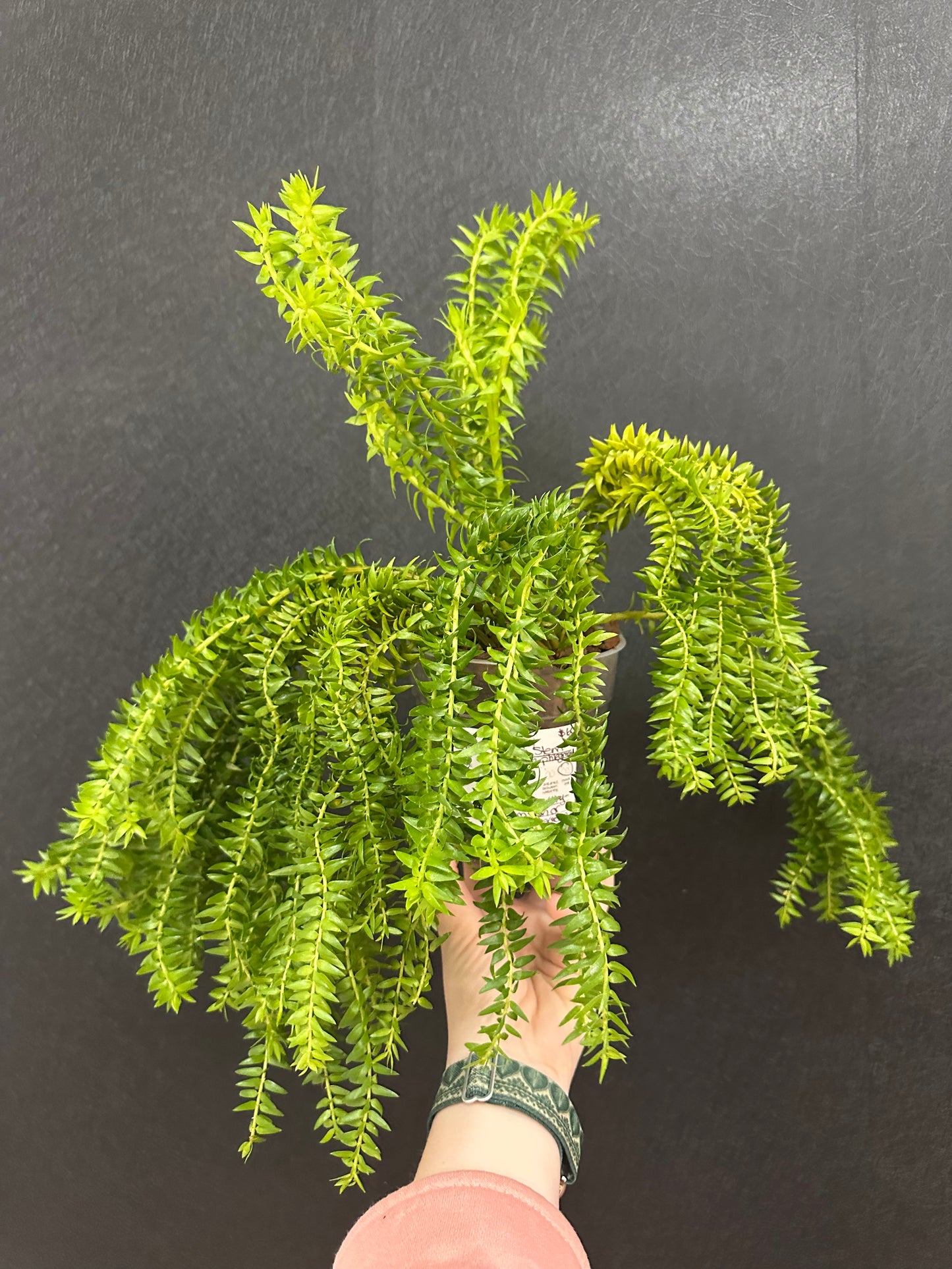 White Stem Huperzia Phlegmaria