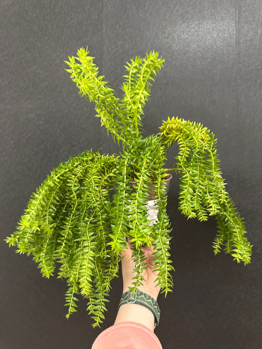 White Stem Huperzia Phlegmaria