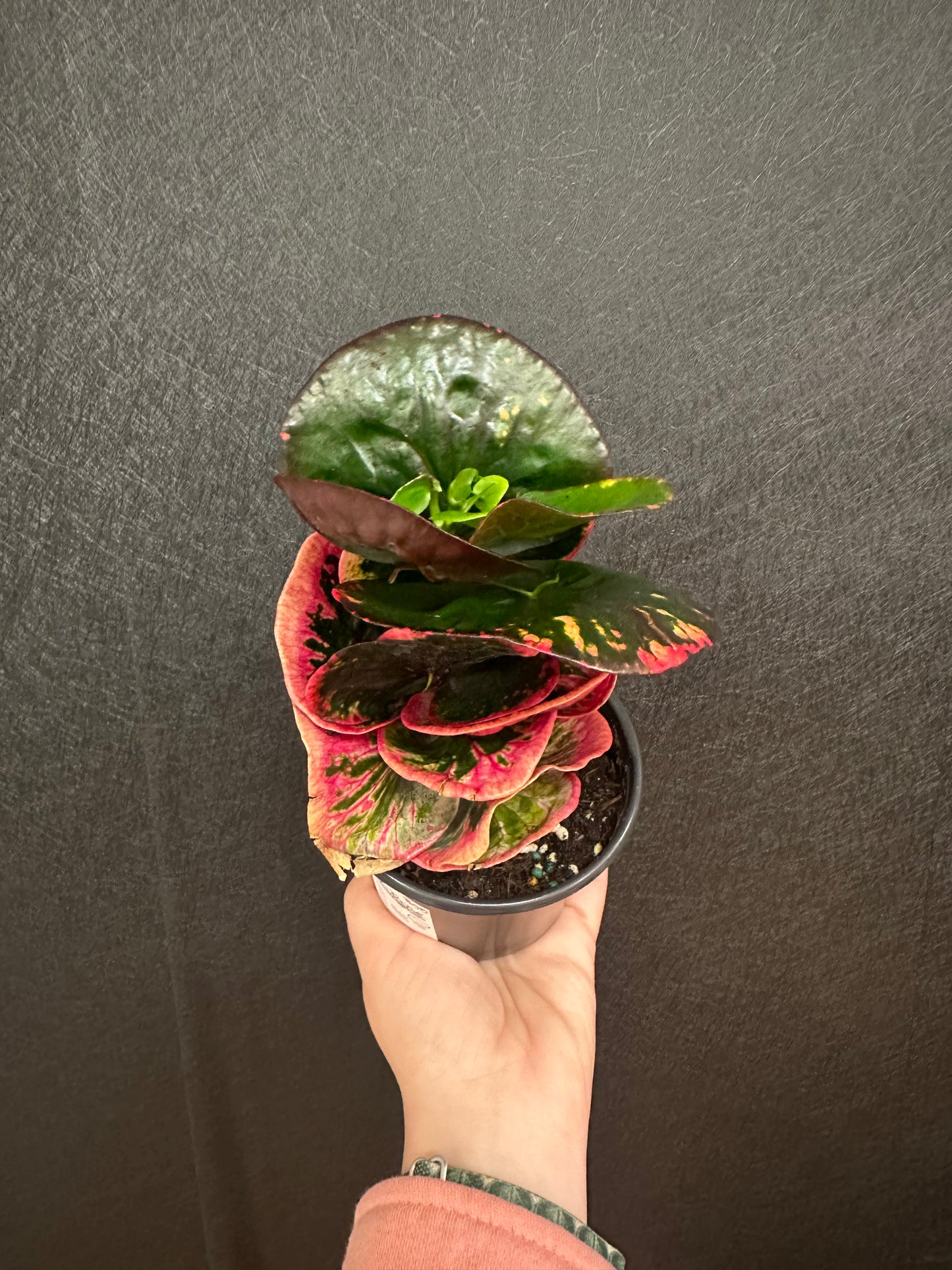 Croton Rose 4in