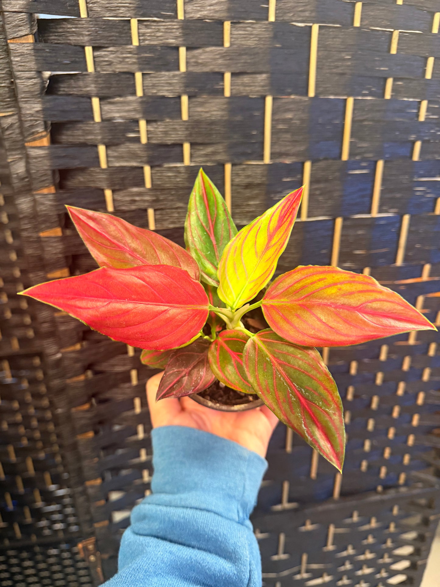 Routunda Aglaonema 4in