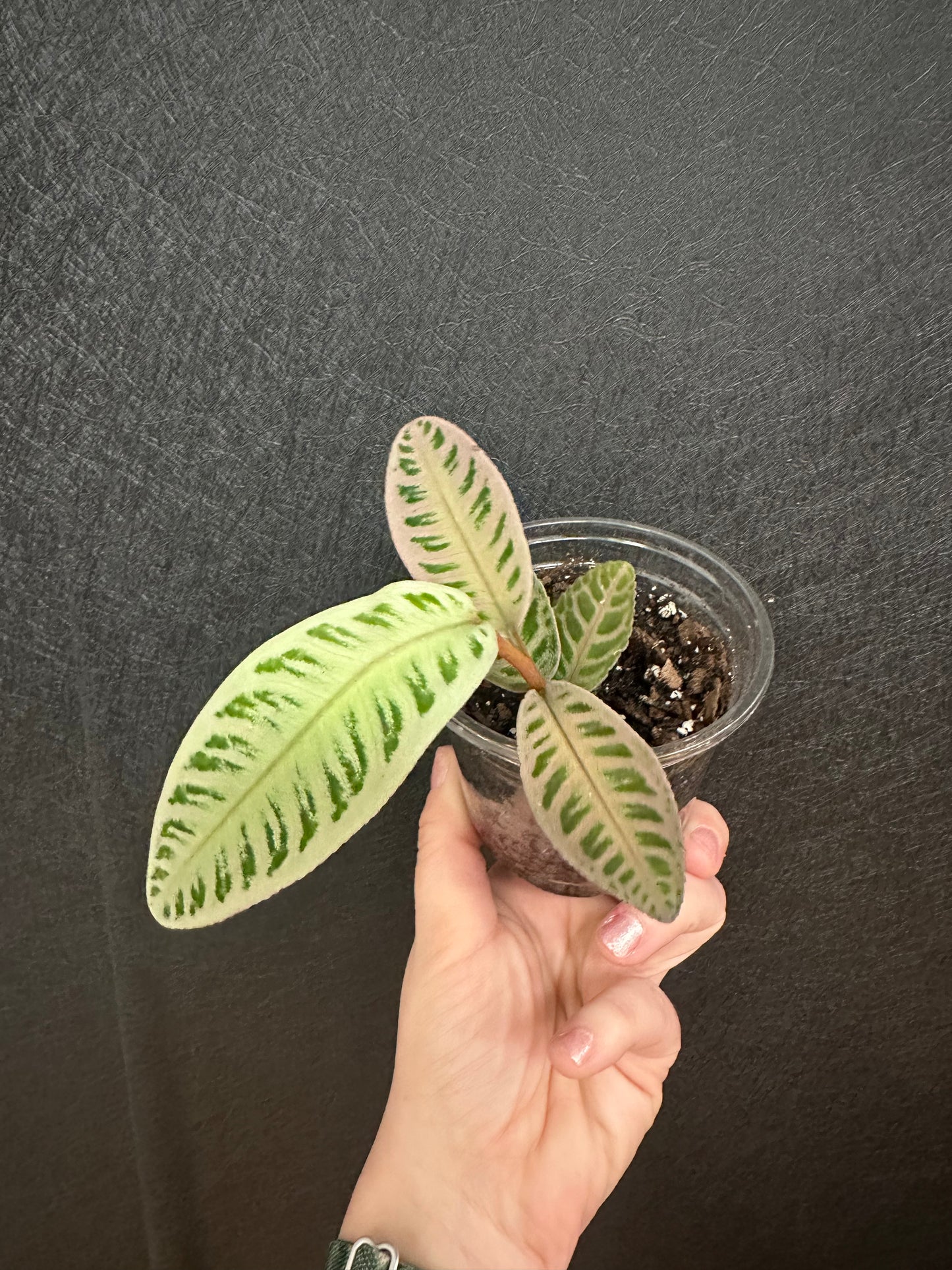 Kupias Pink Labisia Pumila 4in