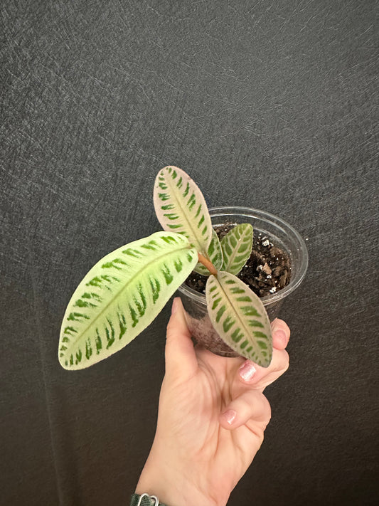 Kupias Pink Labisia Pumila 4in