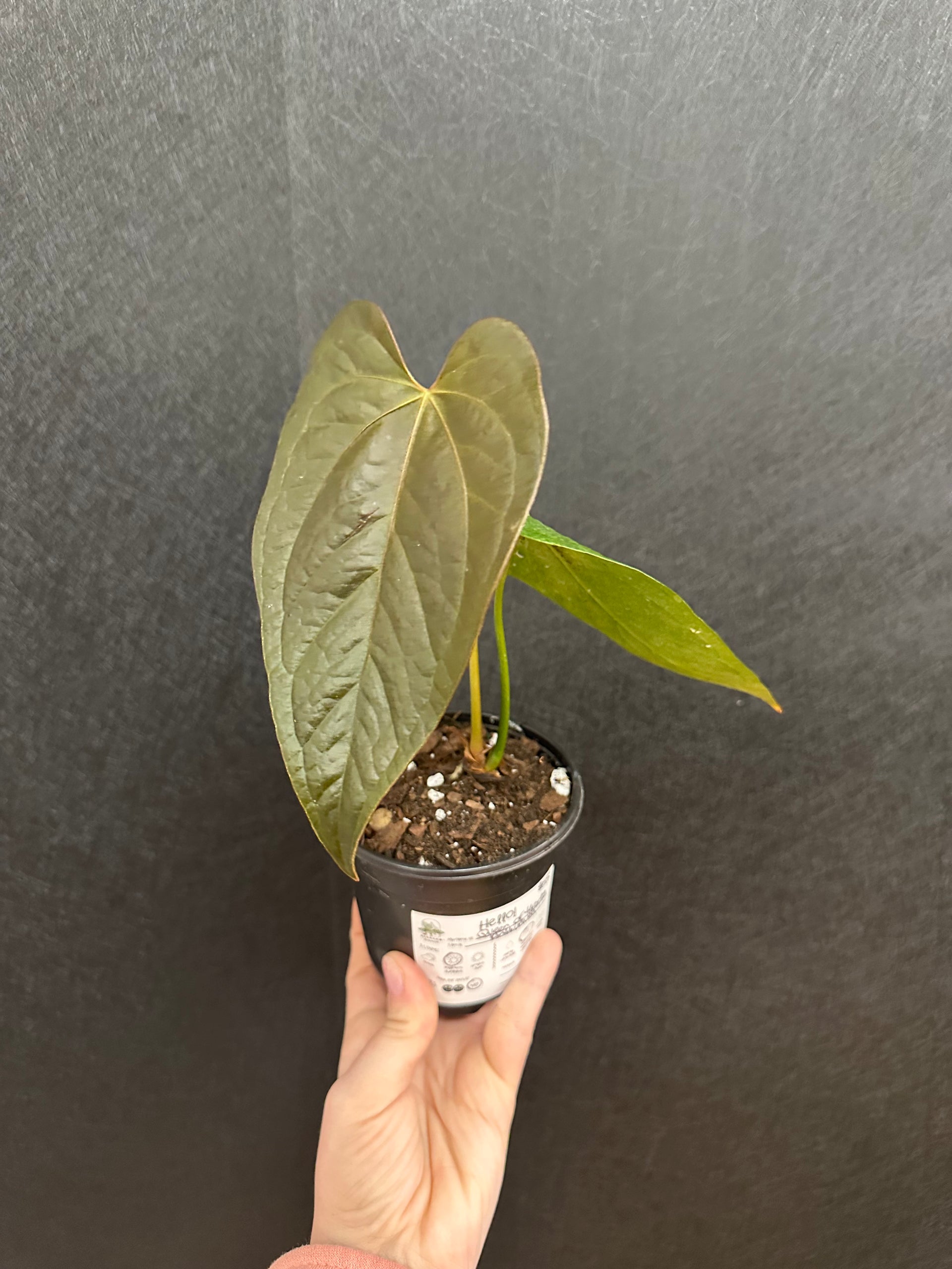 Queen of Hearts Anthurium 4in – Blossom + Branch Houseplants