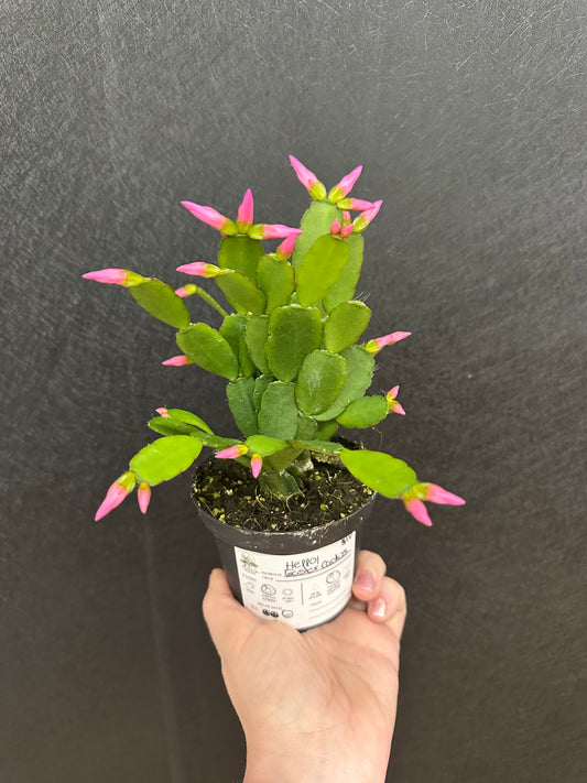 Easter Cactus 4in