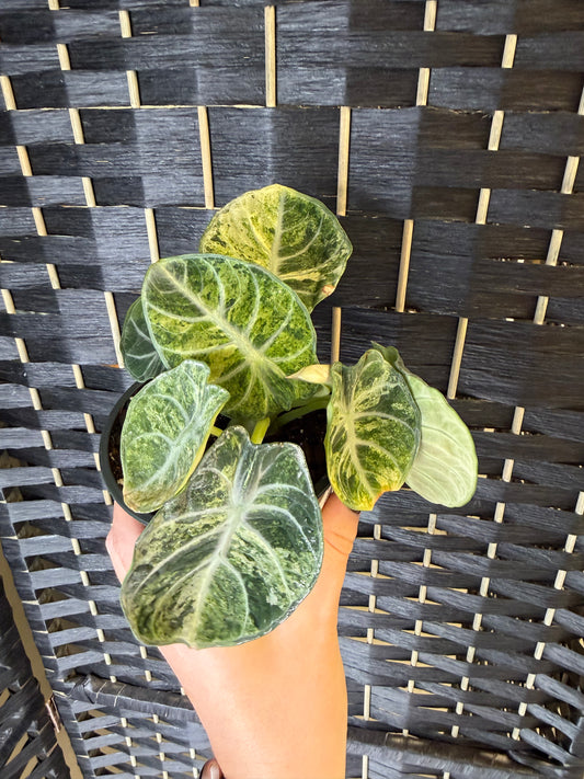 Alocasia Ninja TriColor 4in