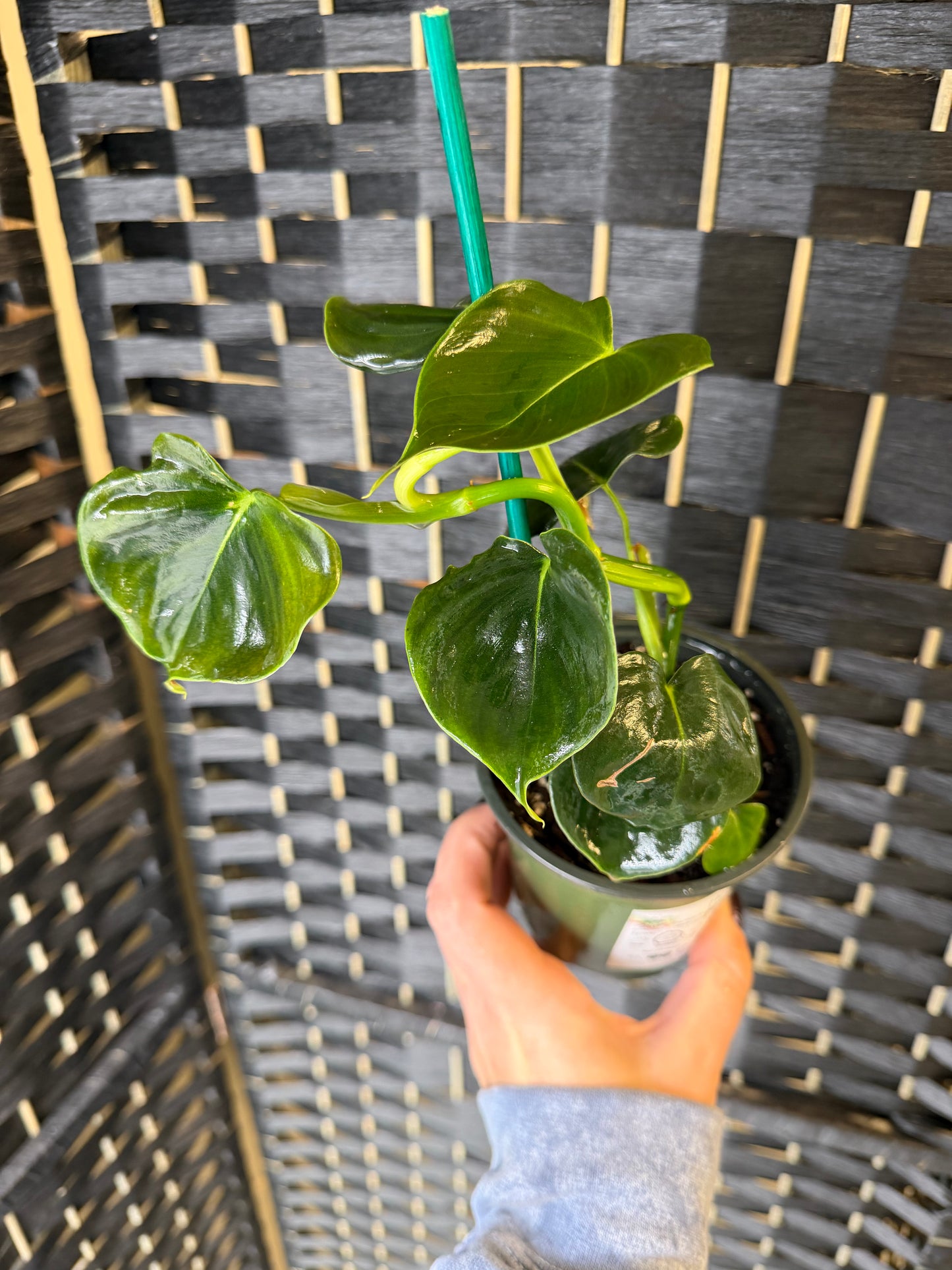 Philodendron Lupinum 4in