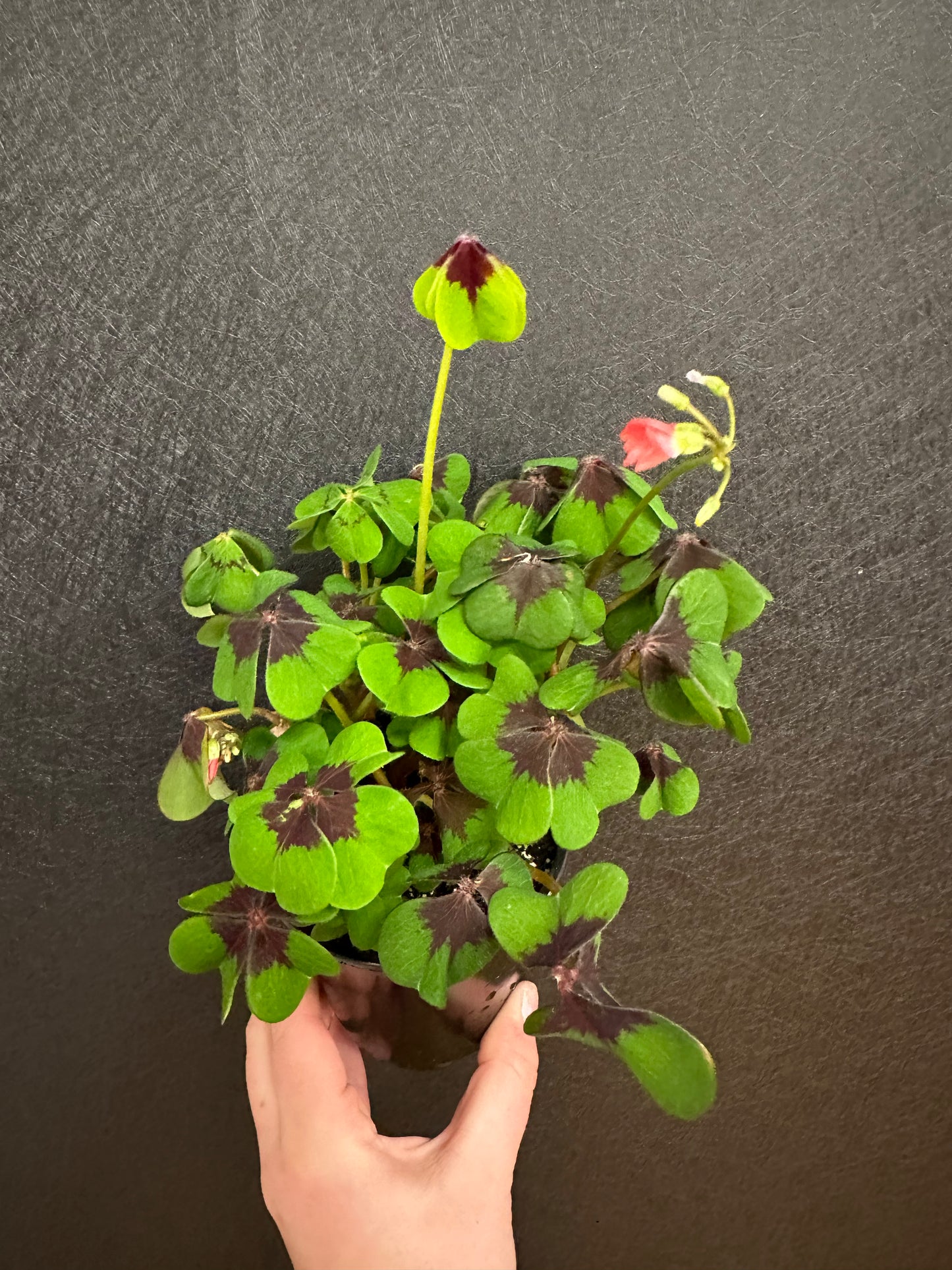 Iron Cross Shamrock 4in