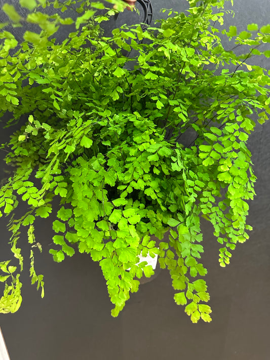 Maiden Hair Fern 8in