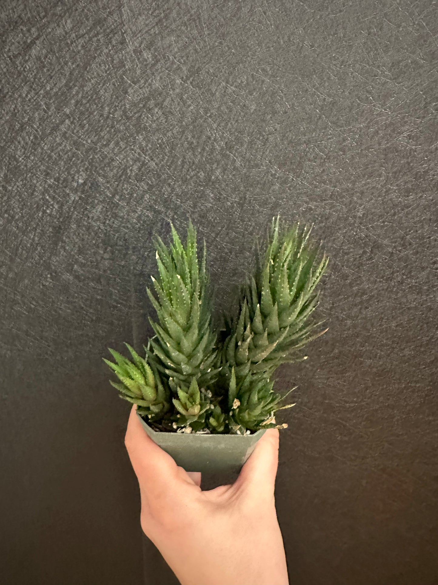 Herrei Haworthia