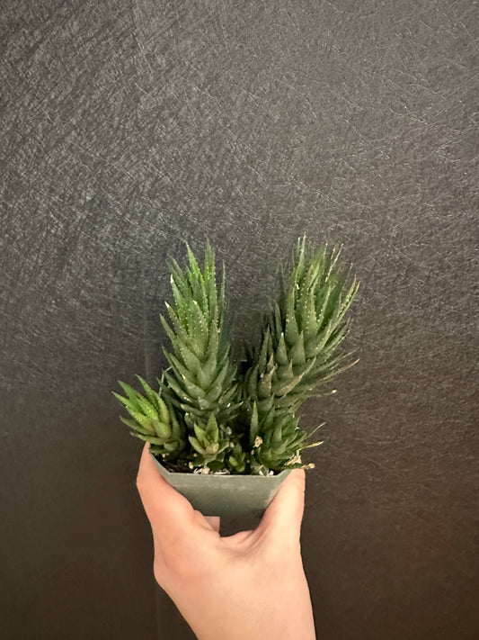 Herrei Haworthia