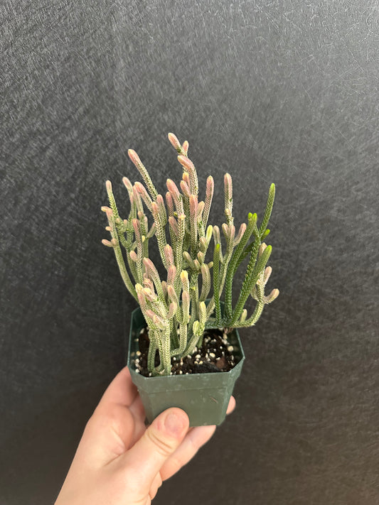 Rat Tail Crassula