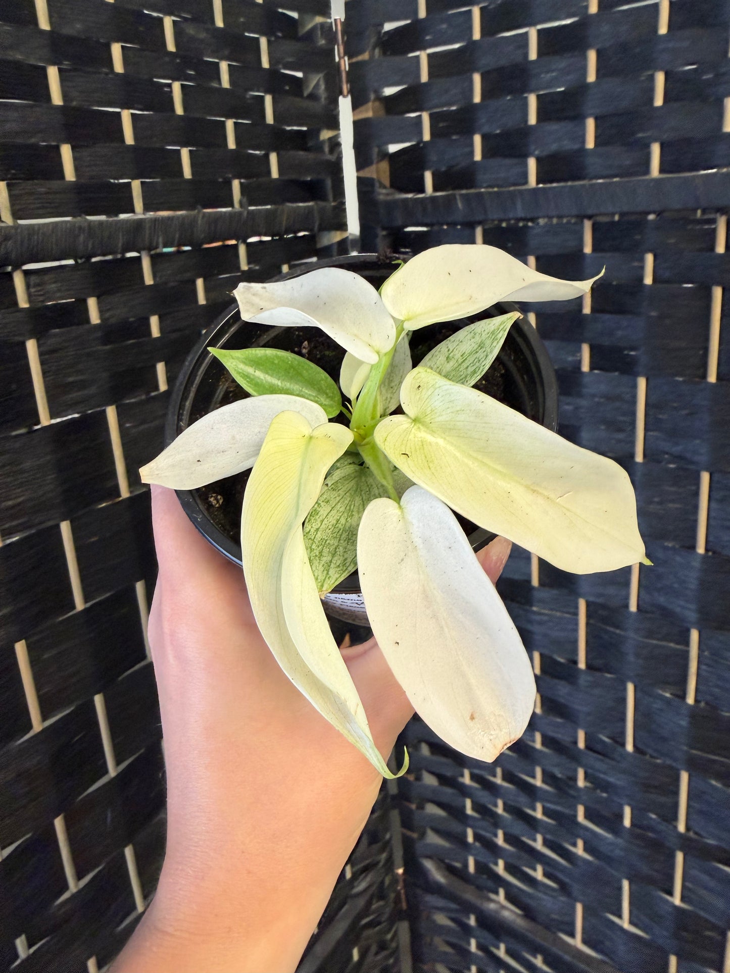 Philodendron Yellow Ghost