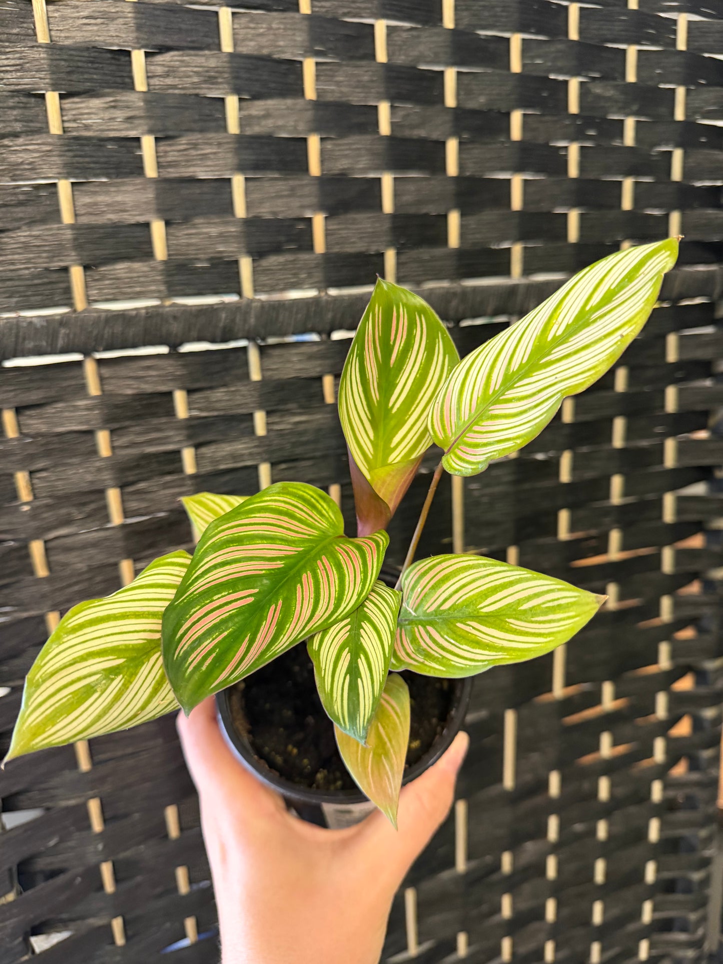 White Star Calathea 4in
