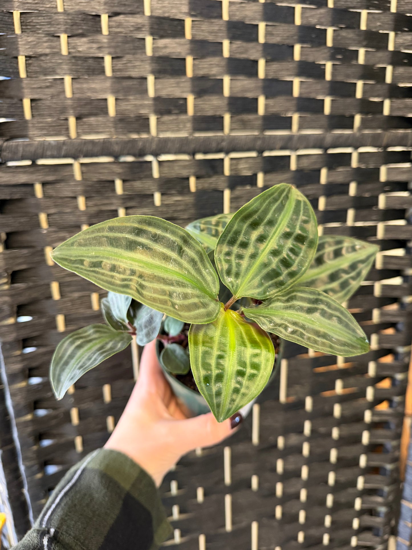 Seersucker Geogenonthus 4in