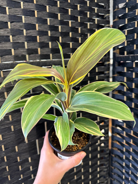Chocolate Queen Cordyline 4in