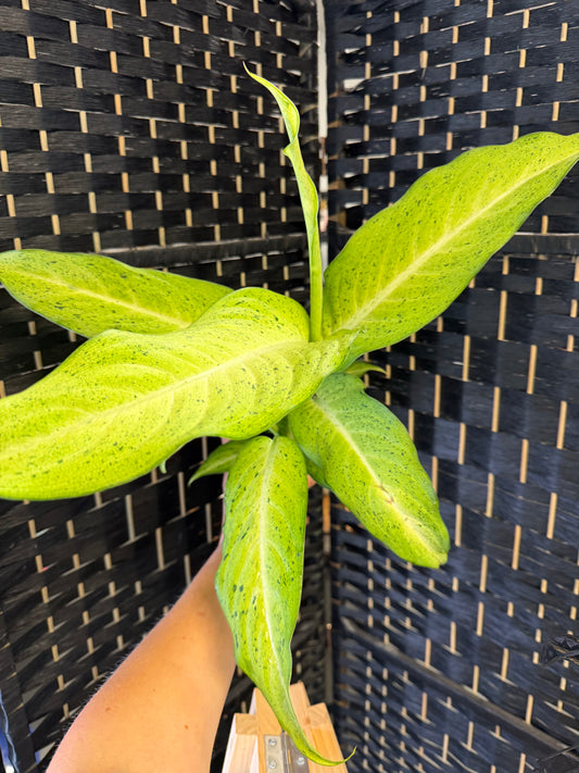 Camouflage Dieffenbachia 4in