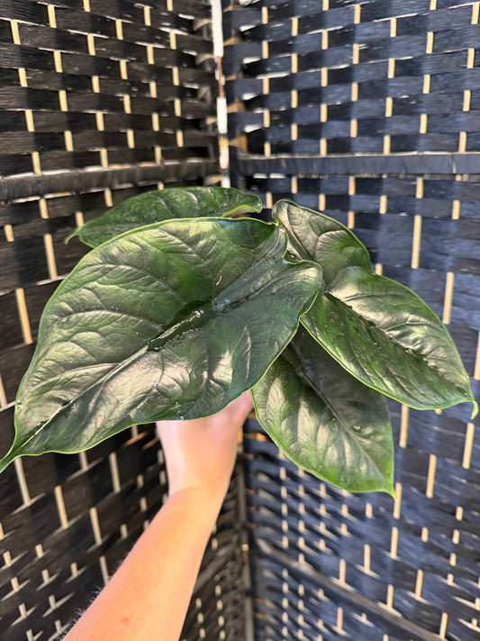 Alocasia Green Unicorn 4in