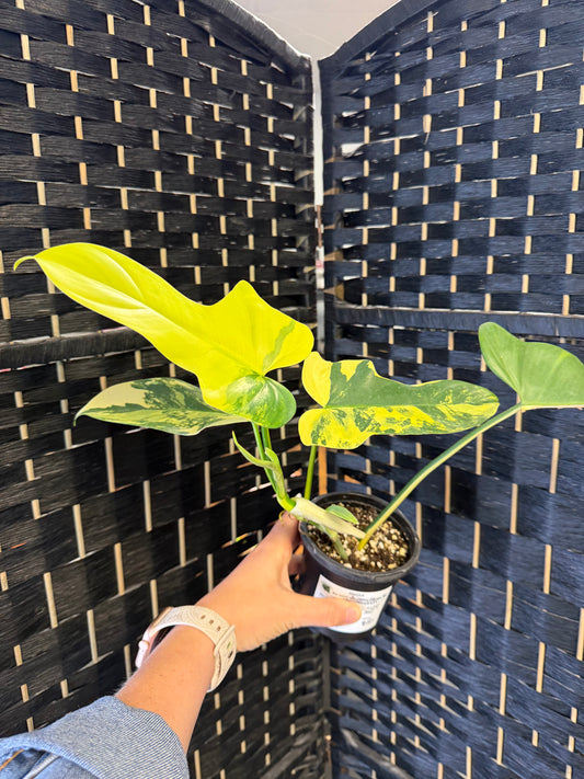 Philodendron Bipennifolium Var. 4in
