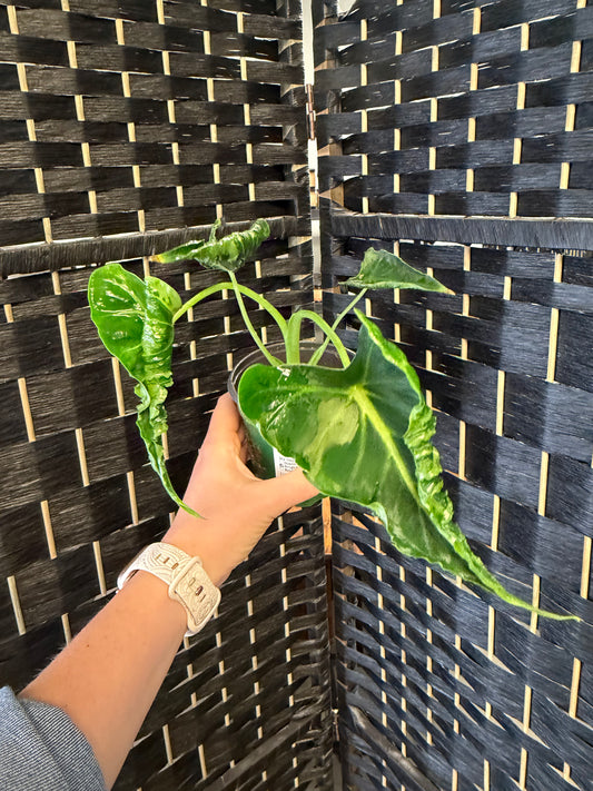 Frydek Tattoo Alocasia 4in