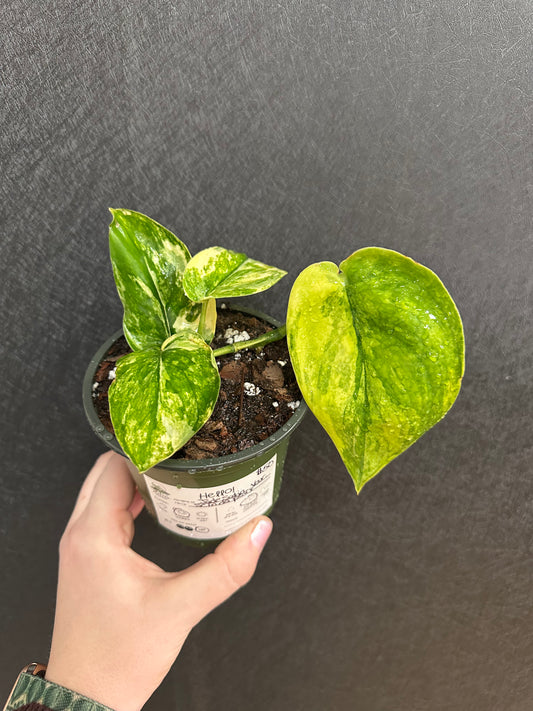 Jade Satin Variegated Scindapsus 4in