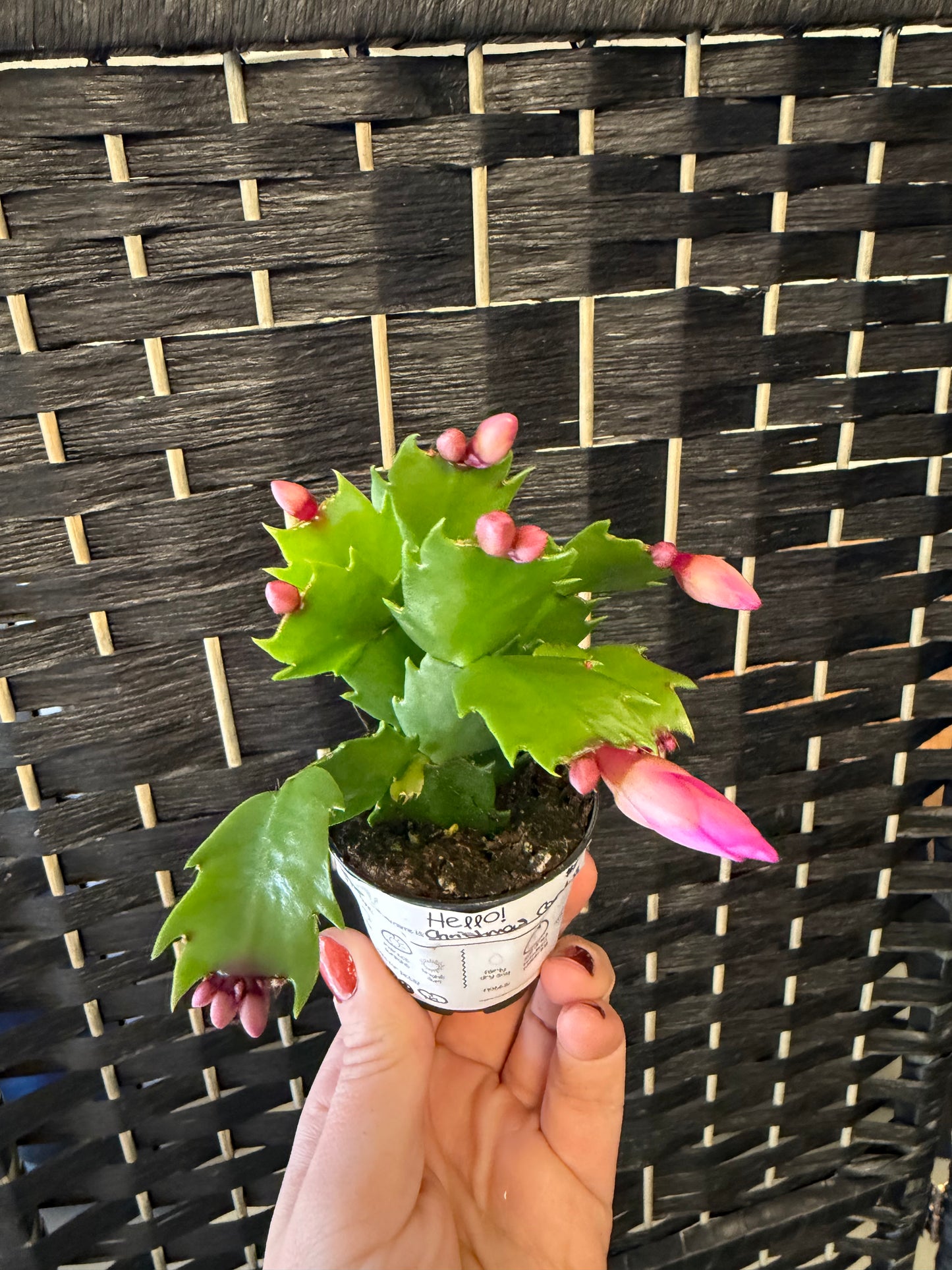 Christmas Cactus 2in