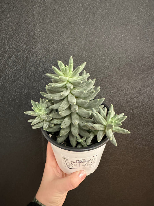 Little Jewel Pachyveria 5in