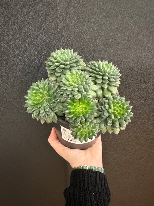 Mexican Firecracker Echeveria 5in