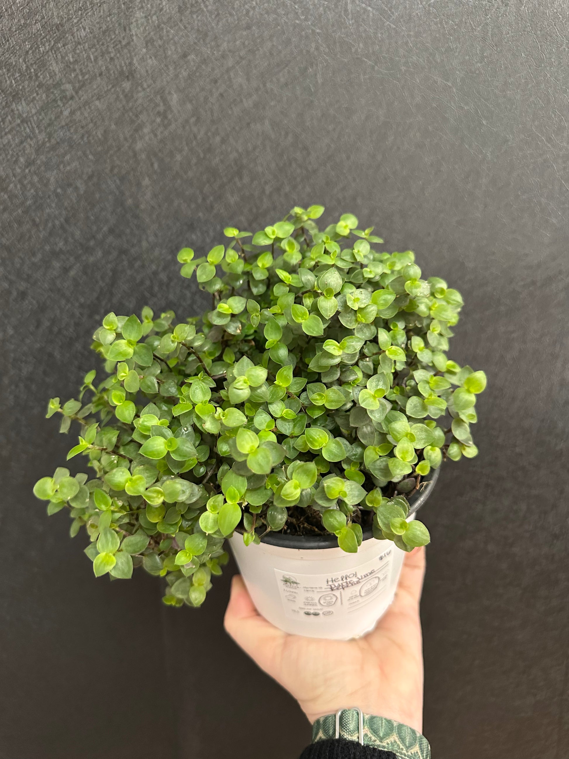 turtle vine plant seeds Turtle Vine 4in – Blossom + Branch Houseplants