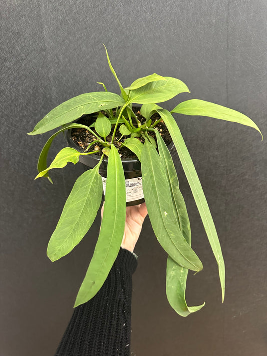 Anthurium Vittariifolium 6in