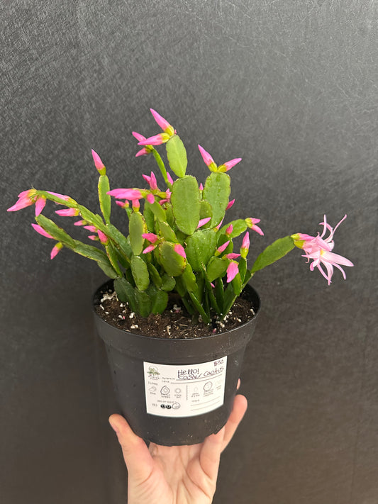 Easter Cactus 6in