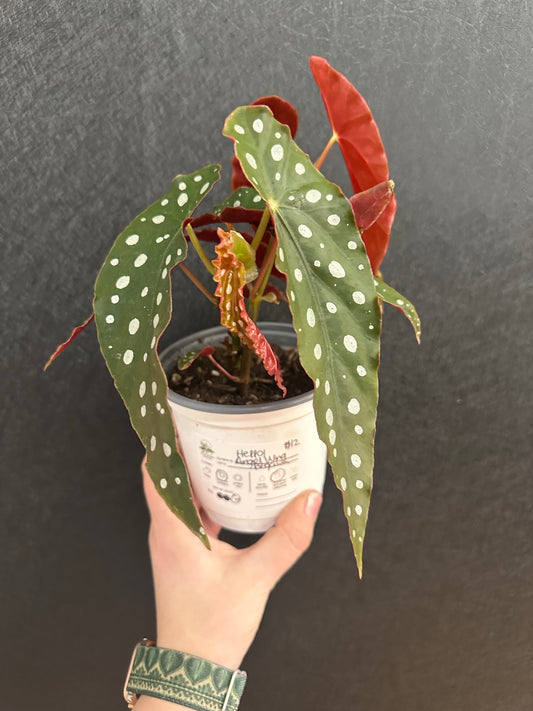 Angel Wing Begonia 4in