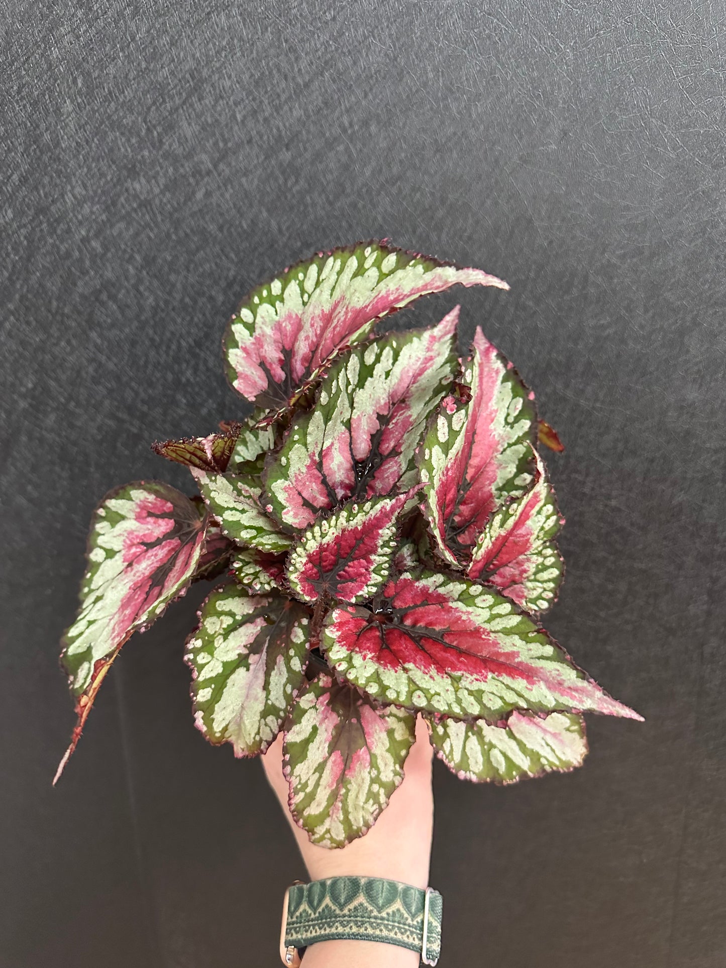 Raspberry Splash Begonia 4in