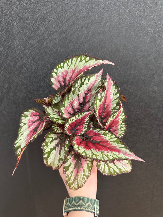 Raspberry Splash Begonia 4in